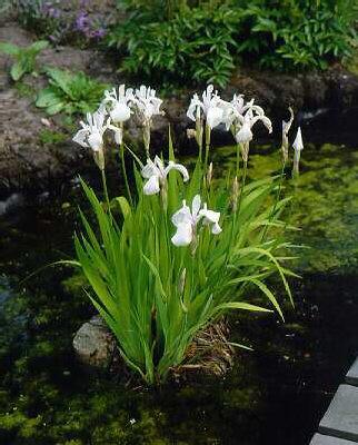 iris laevigata sno