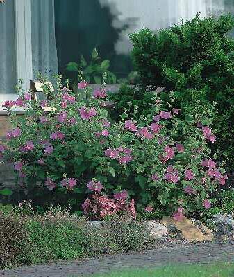 lavatera rosea