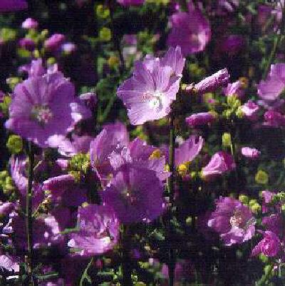 malva alcea