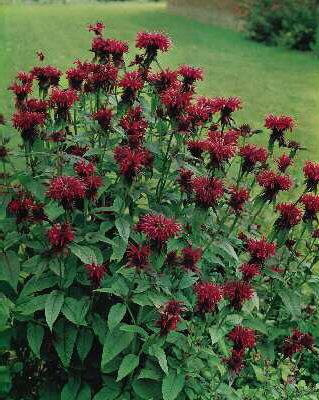 monarda didyma squ