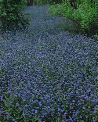 myosotis sylvatica