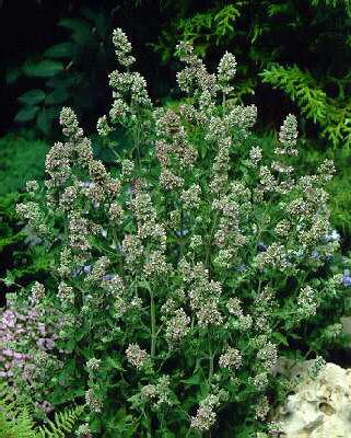 nepeta cataria ssp. citriodora