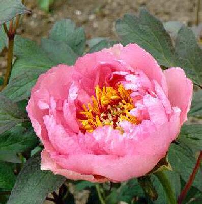 paeonia suffrutico