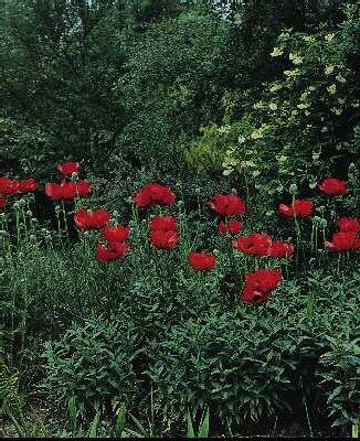 papaver orientale 