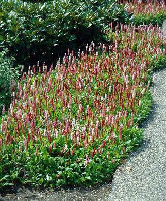 indad Fryse Forfærdeligt Persicaria affinis -Darjeeling Red- - Plant Estate