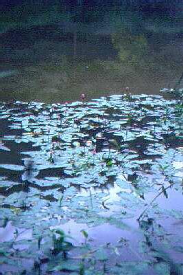 persicaria amphibia