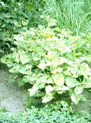 persicaria filiformis variegata (polygonum filiforme)