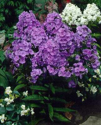 phlox (P) amethyst