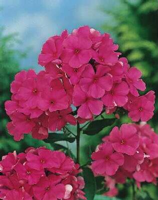 phlox (P) elisabeth arden