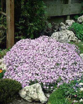 phlox (S) rosette