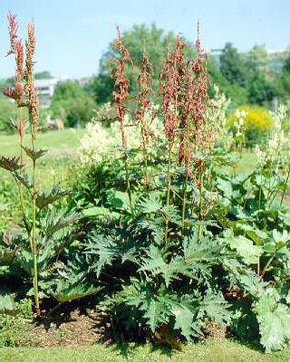 rheum palmatum