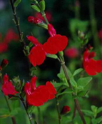 salvia microphylla