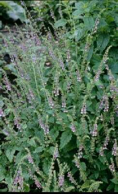 scutellaria galericulata