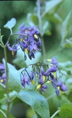 solanum dulcamara