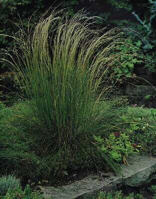 stipa pennata