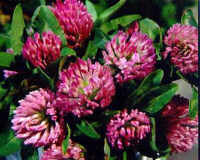 trifolium pratense