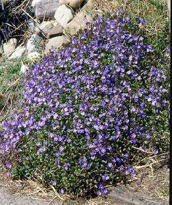 veronica pedunculata